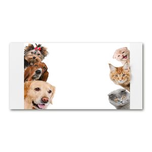 Leinwandbild Kunst-Druck 125x50 Bilder Tiere Hund und Katze 