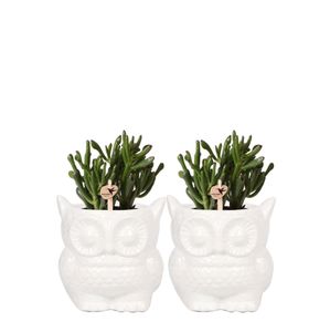 Kolibri Company - Pflanzenset Eule Ziertopf weiß | Set mit Grünpflanzen Succulenten Ø9cm | inkl. weißen Keramik-Ziertöpfen