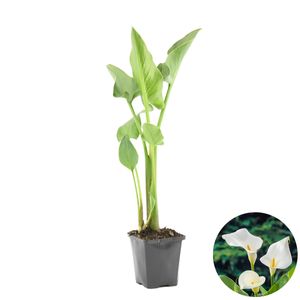 Weißer Arum | Zantedeschia \'Aethiopica\' - Teichpflanze im Gärtnertopf cm9 cm - ↕15 cm