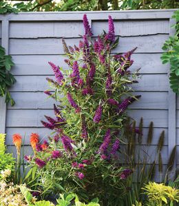 BALDUR-Garten Buddleia "Straight UP - Butterfly Tower", 1 Pflanze, Sommerflieder, winterhart, blühend, Schnittblume, Buddleja Hybride, lange und aufrechte Blütenrispen, benötigt wenig Platz