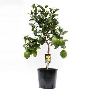 Obstbaum – Zitronenbaum (Citrus Lemon) – Höhe: 80 cm – von Botanicly