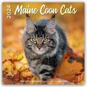 Maine Coon Cats - Main Coon Katzen 2024 - 16-Monatskalender