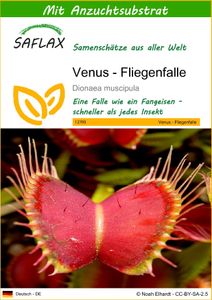 SAFLAX - Venus - Fliegenfalle - 10 Samen - Mit keimfreiem Anzuchtsubstrat - Dionaea muscipula