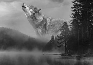 Vlies Fototapete 300x210 cm Tapeten Wandtapete XXL WOLF WALD NATUR c-C-0475-a-a