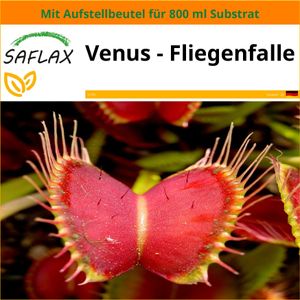 SAFLAX Garden in the bag - Venus - Fliegenfalle - Dionaea muscipula - 10 Samen - Mit Anzuchtsubstrat im praktischen, selbst aufstellenden Beutel