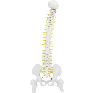45cm Wirbelsäule Modell mit Becken, flexibles menschliches Lendenwirbelsäule Modell für Anatomie Skelett Studien Unterricht