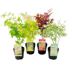 Plant in a Box - Acer palmatum - Japanischer Ahorn Baum Winterhart - 4er Set - Acer palmatum 'Atropurpureum', 'Going Green', 'Orange Dream', 'Butterfly' - Topf 10,5cm - Höhe 25-40cm