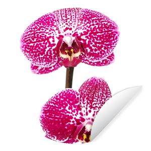 Orchideen tapete - Betrachten Sie dem Testsieger unserer Redaktion