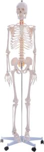 Anatomie Skelett Mensch lebensgroß, 180cm