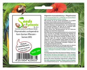 100x Phymatodes scolopendria Farn Garten Pflanzen - Samen B95