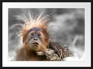 Lustiger Baby Orang-Utan mit Rinde B&W DetailBilderrahmen mit Galerie-Passepartout / Format: 80x60cm / gerahmt / hochwertige Leinwandbild Alternative