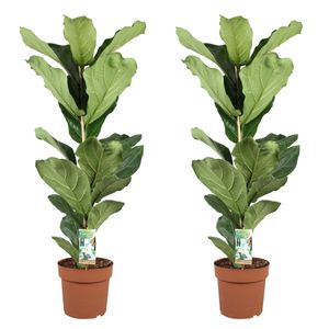 Plant in a Box - Ficus Lyrata - Zimmerpflanze - 2er Set - Geigenfeige - Topf 21cm - Höhe 70-90cm