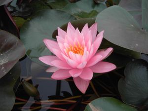 Nymphaea odorata 'Rosennymphe', Seerose, rosa, ca. 11x11 cm Topf