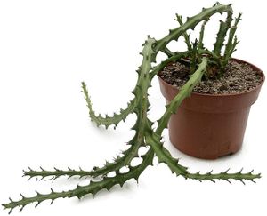 Fangblatt - Euphorbia knuthii - knollenartige Wolfsmilch im Ø 12 cm Topf - pflegeleichte Zimmerpflanze