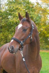 Kerbl Halfter Dexter mit Fleece unterlage schwarz 0, 325955
