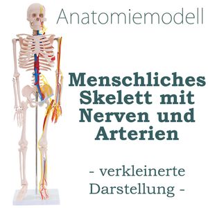 Anatomische Skelette online kaufen