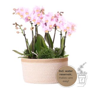 Kolibri Orchids | rosa Pflanzenset im Baumwollkorb inkl. Wassertank | drei rosa Orchideen Andorra 9cm und drei Grünpflanzen | Dschungelstrauß rosa mit autarkem Wassertank