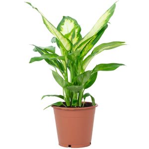 Dieffenbachie - pflegeleichte Zimmerpflanze, Dieffenbachia - Höhe ca. 35 cm, Topf-Ø 12 cm