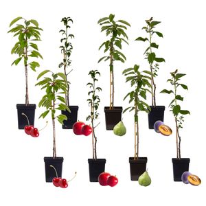 Plant in a Box - Obstbäume - Mix aus 8 - Prunus - Pyrus - Malus - Topf 9cm - Höhe 60-70cm