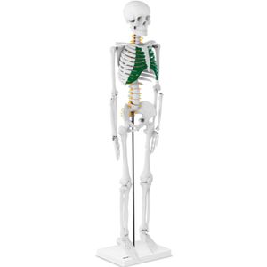 Mini model kostry človeka - 85 cm | PHY-SK-5