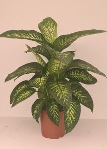 Grünpflanze – Dieffenbachie (Dieffenbachia Tropic Snow) – Höhe: 90 cm – von Botanicly