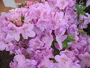 Rhododendron obtusum Ledikanense - Japanische Azalee Ledikanense 20 - 25