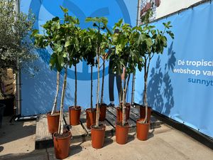 Sunnytree - Figovník - ovocný strom - Ficus Carica - sladká jedlá figovník - 160 cm - mrazuvzdorný do -18
