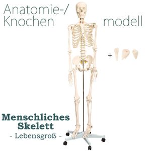 Anatomie Modell Skelett Lebensgroß 175 cm mit Knochen Körper Skeleton Lehrmodelle Menschliches Mensch Medizin Skelett mit Ständer Anatomy Menschen MedMod
