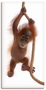 ARTland Leinwandbild Baby Orang Utan hängt am Seil I Größe: 30x60 cm