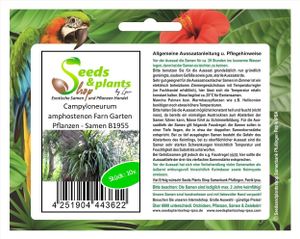 10x Campyloneurum amphostenon Farn Garten Pflanzen - Samen B1955