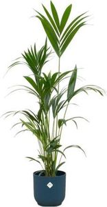 Kentia Palme - Forstersche Kentia - Zimmerpflanze - ↨160cm - Ø30cm + Topf Vibes Fold Blau