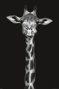 Wildlife - Giraffe - Tierportrait - Poster Druck 61x91,5
