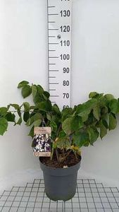 Cercis chinensis 'Shirobana' - Judasbaum 60- 80 cm Container