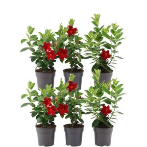 Set von 6 Mandevilla rot Pflanzen - 6 x Dipladenia Red in 12 cm Topf - Mediterrane Pflanzen - Schling & Kletterpflanzen