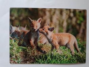 3 D Ansichtskarte junge Füchse, Postkarte Wackelkarte Hologrammkarte Tiere Fuchs Waldtiere
