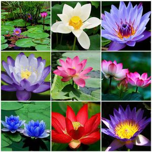 10 Stück Candock Wasserpflanzen Lilie Hydroponische Stauden Lotusblütensamen