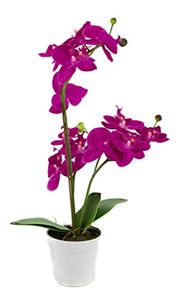 Alle Led orchidee im Überblick