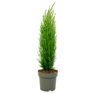 Plant in a Box - Toskanische Zypresse 'Totem' - Cupressus sempervirens - Toskana Säulen Mittelmeerzypresse - Winterhart - Topf 19cm - Höhe 70-80cm