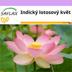 SAFLAX - Indický lotosový květ - Nelumbo nucifera   - 8 Semena