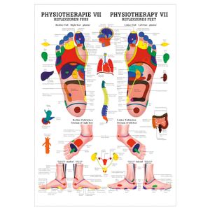 Reflexzonen Fuss Mini-Poster Anatomie 34x24 cm medizinische Lehrmittel