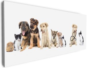 Wallario Premium Leinwandbild Süße Haustiere - Katzen  Hunde  Hamster  Küken I in Größe 80 x 200 cm