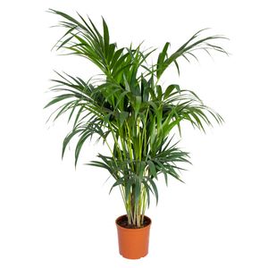 Howea forsteriana - Kentia-Palme - Zimmerpflanze - Luftreinigend - ⌀24 cm - ↕120-130 cm