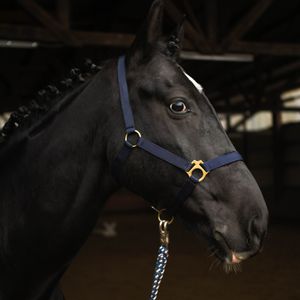Halfter für Pferde, Größe Cob, Vollblut – Stallhalfter, Halfter für Vollblut, 2 Fach verstellbar, Farbe dunkelblau