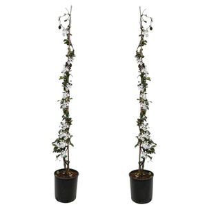 Trachelospermum jasminoides - 2er set Sternjasmin Weiß - ø17cm - Höhe 110-120cm