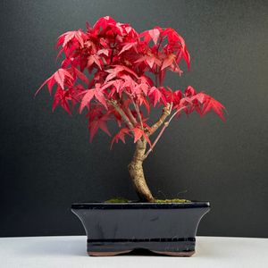 Bonsai - Bonsai baum Japanischer Fächerahorn - Acer (Ahorn) Deshojo bonsai bäume/Japanische Ahorne/mit roten Blättern/baum ist 25-30 cm hoch