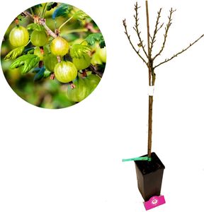 Ribes uva-crispa 'Invicta' - Grüne Stachelbeere am Stiel - 3 Liter Topf