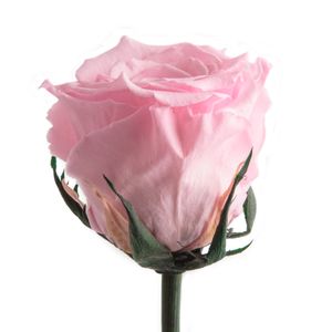Echte Rose mit Stiel 45-50cm lang haltbar 3 Jahre Infinity Rosen konserviert, Rosa