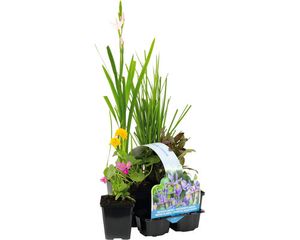 Wasserpflanzen Set blühend FloraSelf für den Teichrand (6 Stück) Ø 9 cm Topf