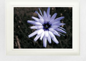 Blumen Gerahmtes Bild Mit Edlem Passepartout | Wand-Bilder | Im Bilderrahmen - Blütenzauber, Hellblaue Zichorie (30 x 40 cm)