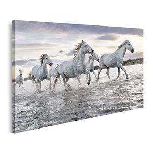 islandburner Bild auf Leinwand Weiße Pferde Camargue Frankreich Weiße Pferde Galoppieren Wasser Überall Meer Camargue Frankreich